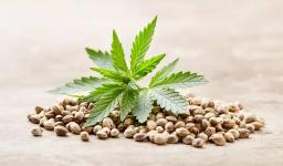 Cannabis Seeds Market Growth Supported by Scientific Research and Consumer Education on Cannabis Benefits