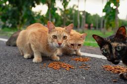 Best Cat Food Brands for Indoor Cats in 2025