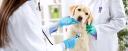Veterinary Glucometers Market Expanding with Rising Awareness of Companion Animal Health Monitoring