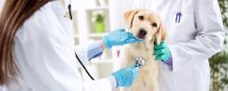 Veterinary Glucometers Market Expanding with Rising Awareness of Companion Animal Health Monitoring