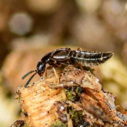 Biocontrol Agents Market Growth Accelerating Due to Sustainability Trends and Eco-Friendly Farming Practices Worldwide