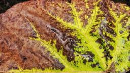 Bionematicides Market Disruptions Reshaping Agricultural Practices Through Innovation, Regulation, and Changing Consumer Demands