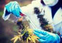 Cannabis Analyser Market Future Outlook Emphasizing Growth, Innovation, and Global Industry Expansion