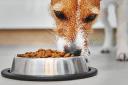 Vegan Dog Food Market Strategic Moves Driving Growth, Innovation, Partnerships, and Global Market Expansion