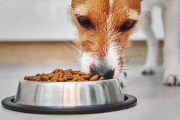 Vegan Dog Food Market Strategic Moves Driving Growth, Innovation, Partnerships, and Global Market Expansion