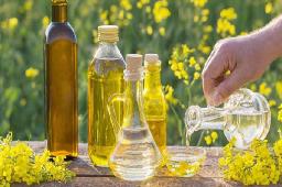 Rapeseed Oil Market Shifts Highlighting Consumer Trends, Production Changes, and Global Dynamics