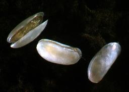 Shrimp Seed Market Hindrances Affecting Expansion and Global Aquaculture Industry Development Prospects