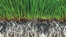 Biostimulants Market Shifts Indicating Changing Trends, Adoption Patterns, and Global Industry Dynamics