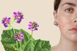 Bakuchiol Market growth driven by increasing investment in research and development globally