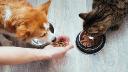 Pet Food Market Analysis on Key Players, Technological Advancements, and Revenue Growth Opportunities