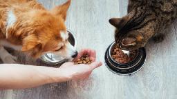 Pet Food Market Analysis on Key Players, Technological Advancements, and Revenue Growth Opportunities