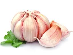 Garlic Market Trends Evaluating Impact Of Climate Change On Cultivation And Productivity Levels