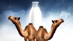 Camel Milk Market Landscape Exploring Global Trends, Competitive Environment, and Regional Growth Opportunities