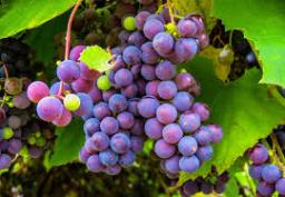 Grape Skin Extract Market Shows Strong Growth Driven By Expanding Applications In Food And Skincare Industries
