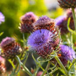 Milk Thistle Supplements Market Industry Growth Trends and Future Consumer Insights