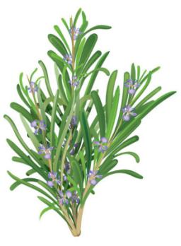 Rosemary Extract Market Demand Rising Due to Mental Wellness and Stress Management Trends