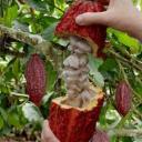 Cocoa Market growth driven by increasing chocolate consumption and expanding sustainable sourcing initiatives globally