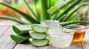 Aloe Vera Extracts Market: Rising Global Demand and Growth Trends Across Key Industries