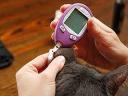 Veterinary Glucometers Market Advances with Non-Invasive and Multifunctional Devices