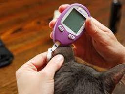Veterinary Glucometers Market Advances with Non-Invasive and Multifunctional Devices