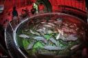 Aquaculture Market: Exploring Its Expanding Scope and Emerging Growth Opportunities in the Global Industry