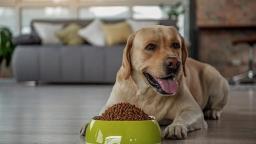 Dog Food Market Shifts: Exploring Changing Consumer Preferences, Innovation Trends, and Industry Adaptations for Future Growth