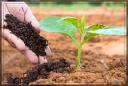 Global Soil Amendment and Conditioner Market Report: Trends, Opportunities, and Forecast 2025–2031