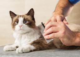 Pet Grooming Products Market Emerging Trends Highlight Sustainability, Personalization, and Smart Technology Integration