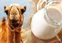 Camel Milk Market Distribution Trends: From Local Farms to Global Brands