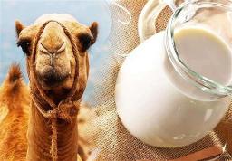 Camel Milk Market Distribution Trends: From Local Farms to Global Brands