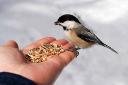 Bird Food Market Growth Drivers and Opportunities Shaping the Future of the Industry Worldwide