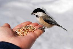 Bird Food Market Growth Drivers and Opportunities Shaping the Future of the Industry Worldwide