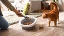 Cat Litter Market Expansion into Developing Economies