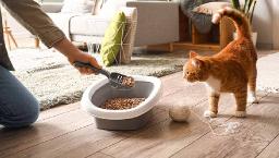 Cat Litter Market Expansion into Developing Economies