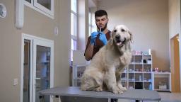 Veterinary Vaccines Market Outlook Reflects Growing Demand for Tailored Solutions for Regional Diseases