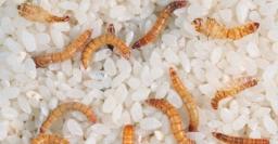 Earthworm Meal Market: Comprehensive Summary of Trends, Growth Drivers, Challenges, and Future Outlook