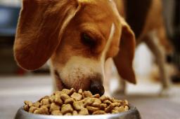 The Future of the Pet Food Market: Smart Labeling, AI Formulations, and Tech Integration