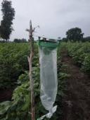 Agricultural Pheromones Market analysis through Porter's Five Forces framework insights