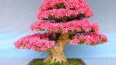 Bonsai Market Summary: Key Trends, Growth Insights, and Regional Overview Through 2032