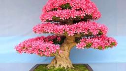 Bonsai Market Summary: Key Trends, Growth Insights, and Regional Overview Through 2032