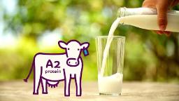 A2 Milk Market Sees Growth as Consumers Prioritize Gut Health and Wellness