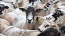 Cattle and Sheep Vaccine Market Sees Innovation Surge as Farmers Adopt Combination Immunization Solutions