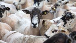 Cattle and Sheep Vaccine Market Sees Innovation Surge as Farmers Adopt Combination Immunization Solutions