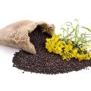 Rapeseed Meal Market Growth Fueled by Circular Economy Initiatives and Regional Development Strategies