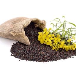 Rapeseed Meal Market Growth Fueled by Circular Economy Initiatives and Regional Development Strategies