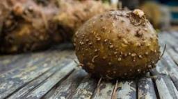 Konjac Market New Product Launches Tracked Through Consumer Sentiment and Sales