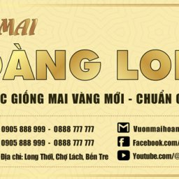 vuon-mai-hoang-long-chuyen-cung-cap-cac-giong-mai-moi-doc-la