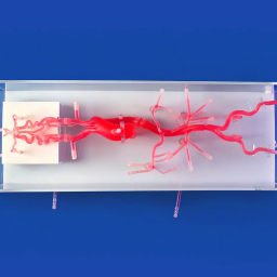 china-customized-wholesale-neurovascular-model-manufacturers-suppliers-low-price-trandomed